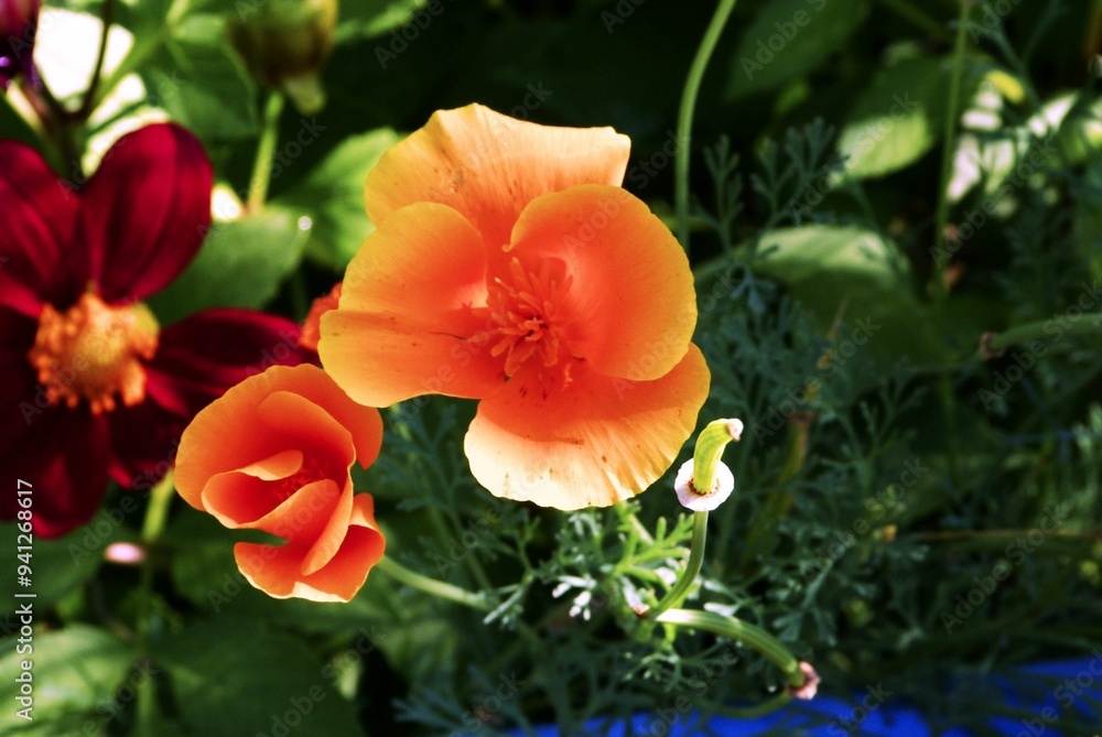 red poppy flower red poppy flower