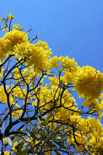 yellow flowers against blue sky