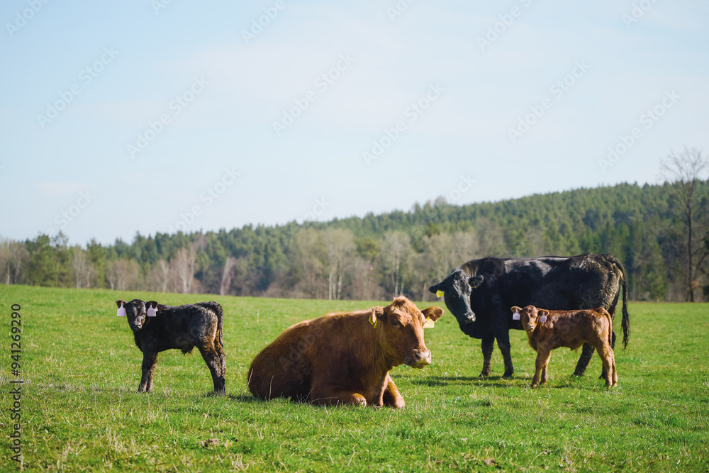 Cows and calves grazing on green pasture Cows and calves grazing on green pasture