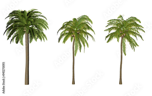 Coconut and palm tree 3D set of 3 photo