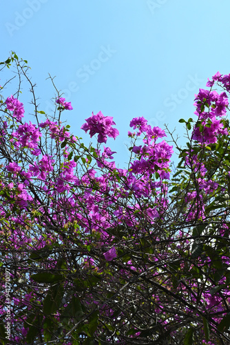 pink and white lilac