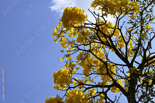 yellow autumn leaves