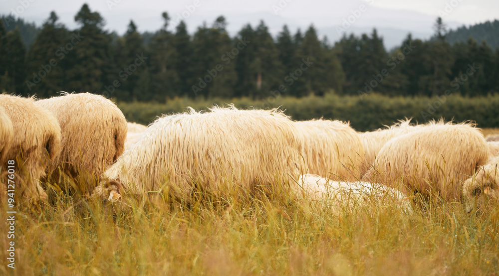 Flock of sheep in a lush green field near a forest and mountains Flock of sheep in a lush green field near a forest and mountains