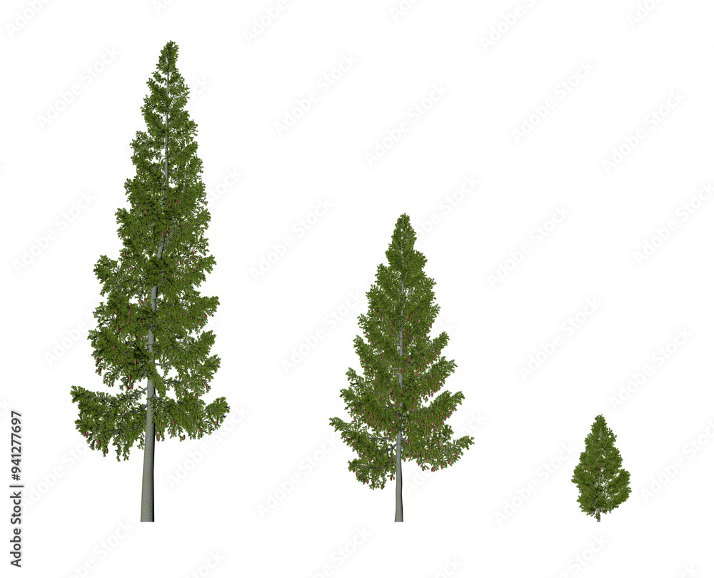 Grand fir Tree 3D sets of 3 Grand fir Tree 3D sets of 3