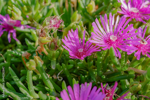 closeup of blooming Delosperma cooperi (purple ice plant) photo