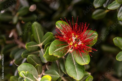 Metrosideros excelsa pertenece a la familia Myrtaceae. photo