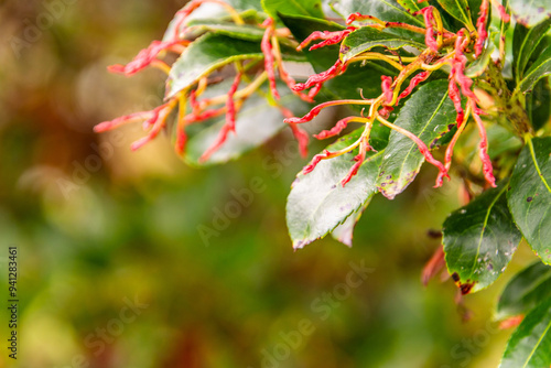 Platanus × hispanica pertenece a la familia Platanaceae. photo