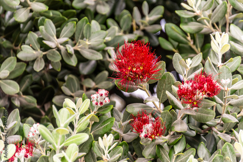 Metrosideros excelsa pertenece a la familia Myrtaceae. photo