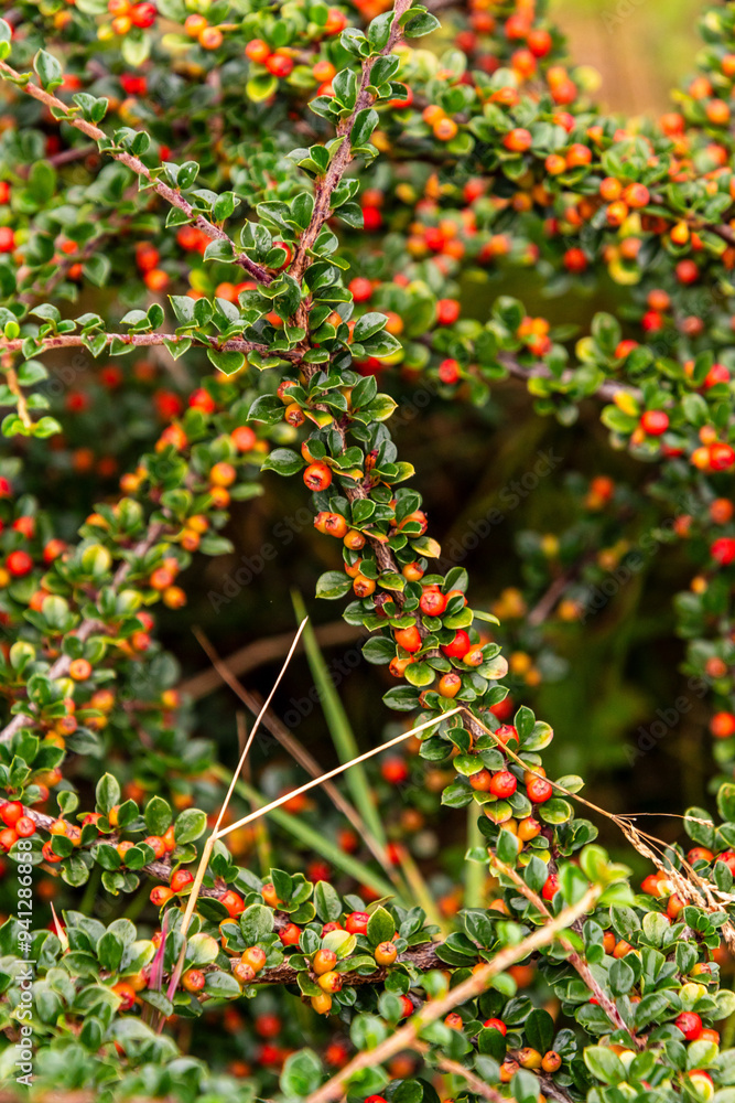 Obraz premium Cotoneaster horizontalis pertenece a la familia Rosaceae.