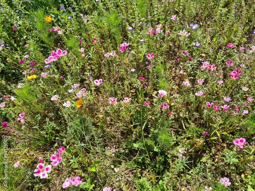 Blumenwiese mit Sommerazaleen - Clarkia amoena 1
