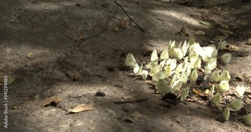Butterflies on the ground