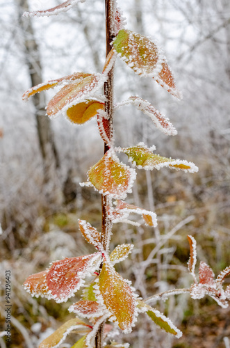 frosty morning in the Urals