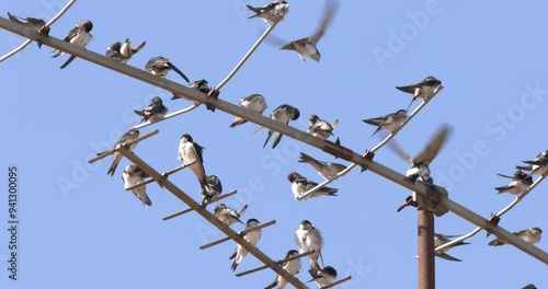 Birds on the antenna
