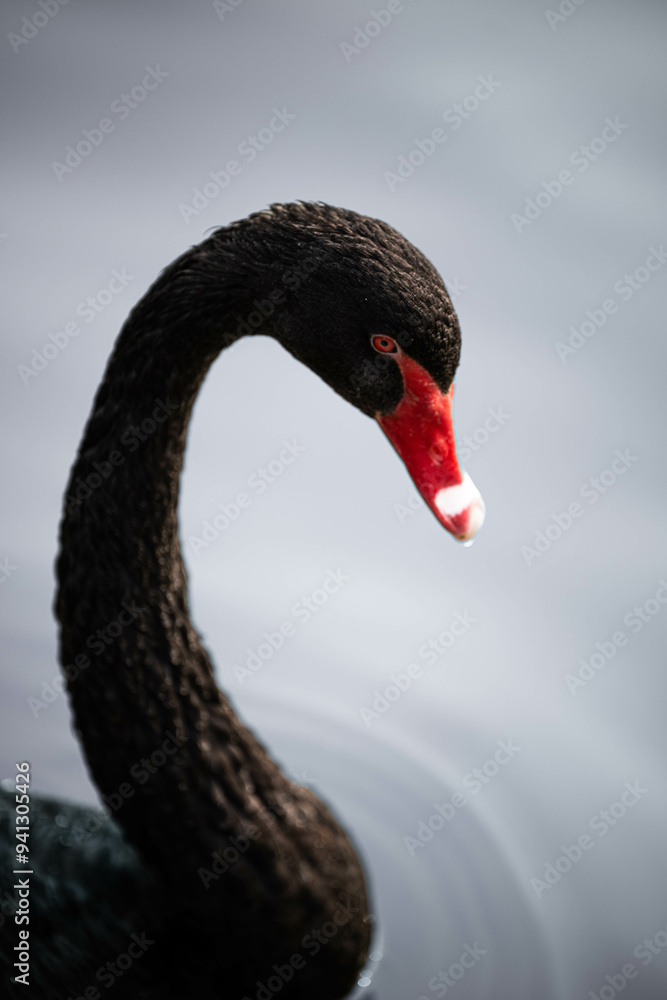 Fototapeta premium black swan on the lake
