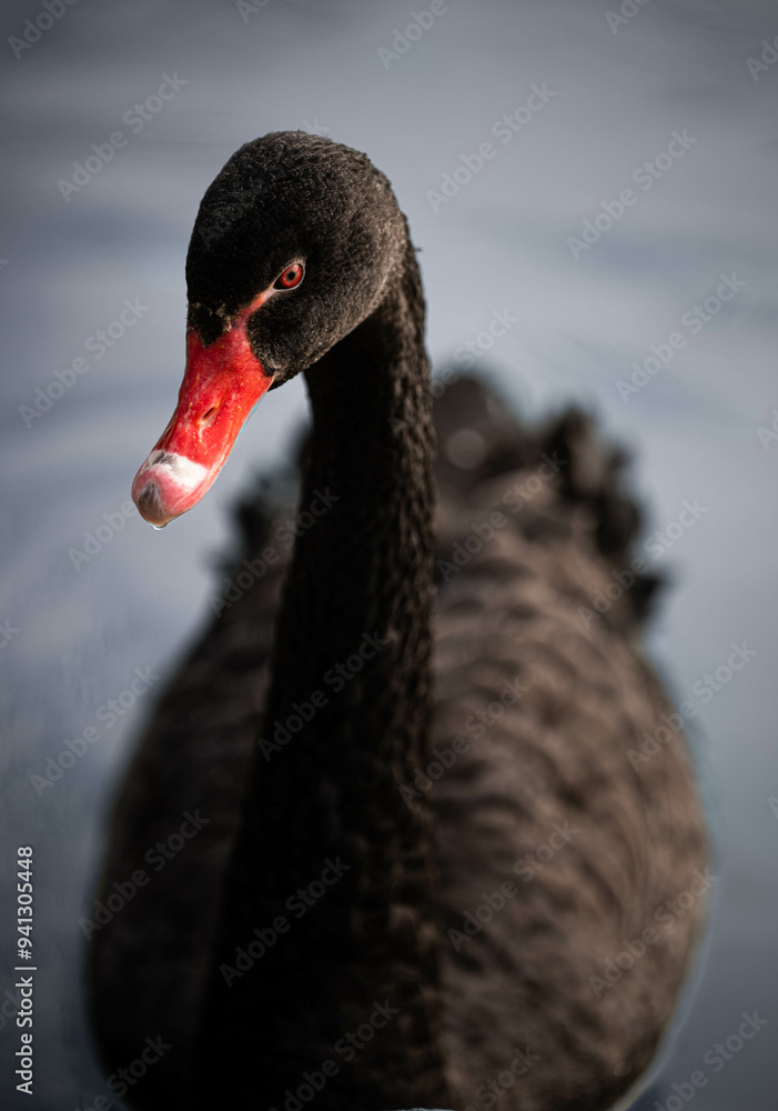 Fototapeta premium black swan on the water