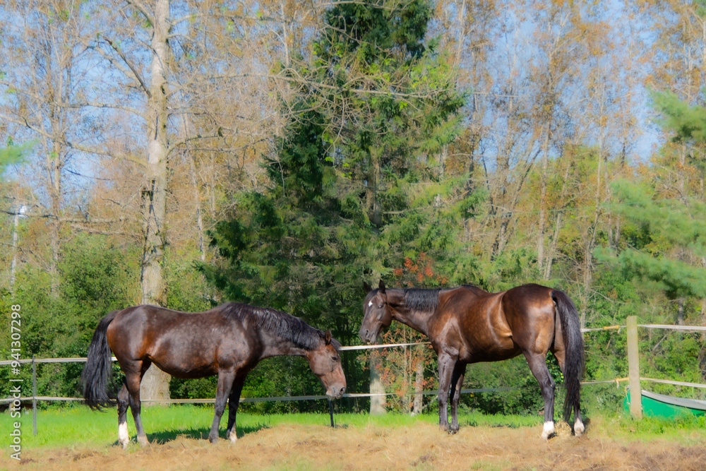Fototapeta premium Pretty horse on a Canadian farm in the province of Quebec 