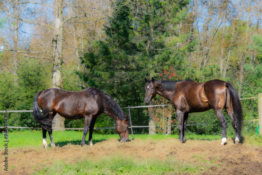 Fototapeta premium Pretty horse on a Canadian farm in the province of Quebec