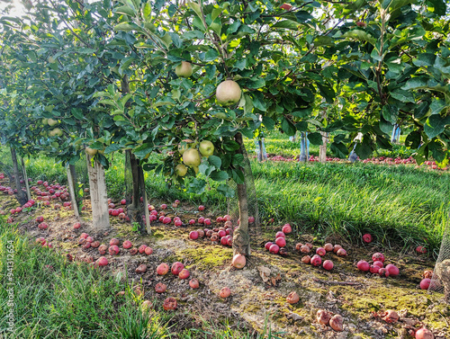 Failed apple harvest in alsace 2024. Many apples were hit by hail, fell to the ground and are rotting. Agricaltural problem, climate change. photo