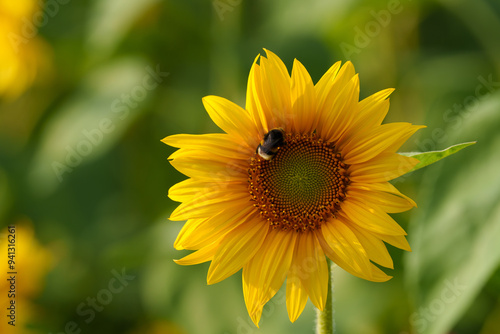 sunflower and bumblebee