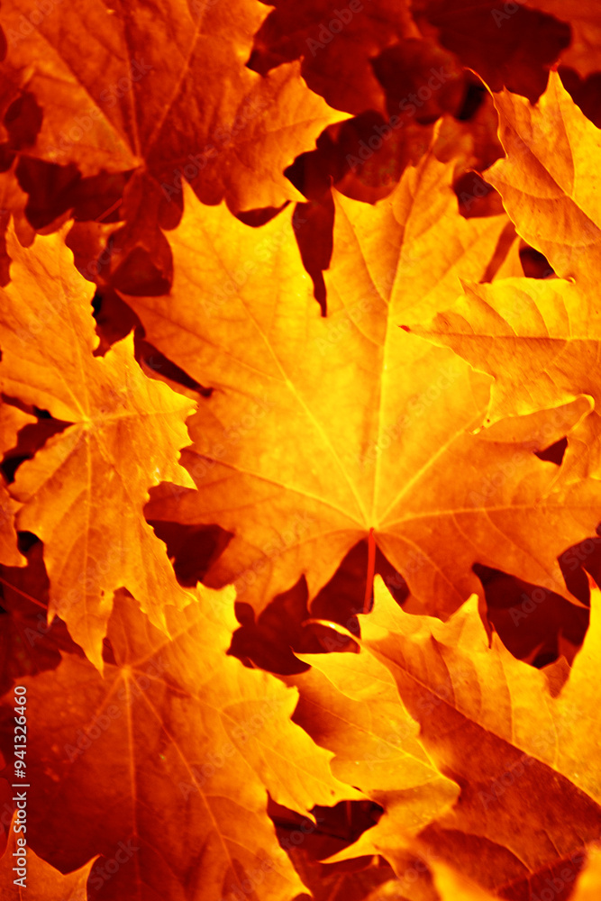 autumn landscape with bright colorful foliage. Blur Background. Indian summer. autumn landscape with bright colorful foliage. Blur Background. Indian summer.