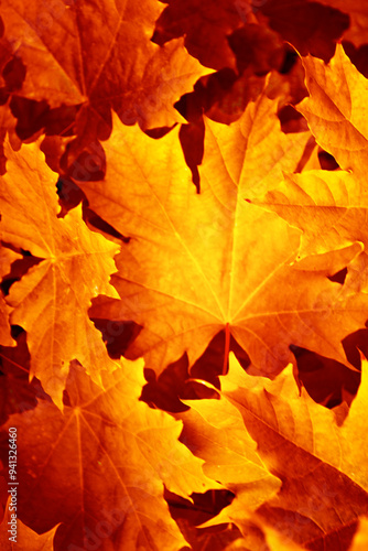 Wallpaper Mural autumn landscape with bright colorful foliage. Blur Background. Indian summer. Torontodigital.ca