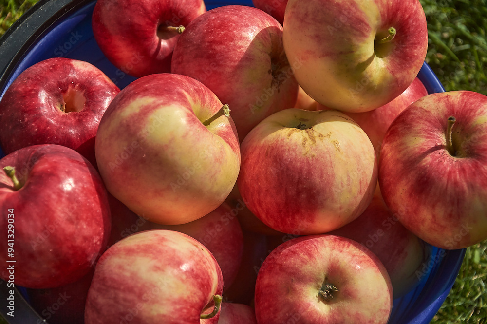 Ripe red apples in a plastic bucket on the lawn Ripe red apples in a plastic bucket on the lawn