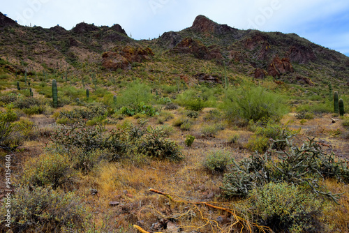 Sonora Desert Arizona Picacho Peak State Park photo