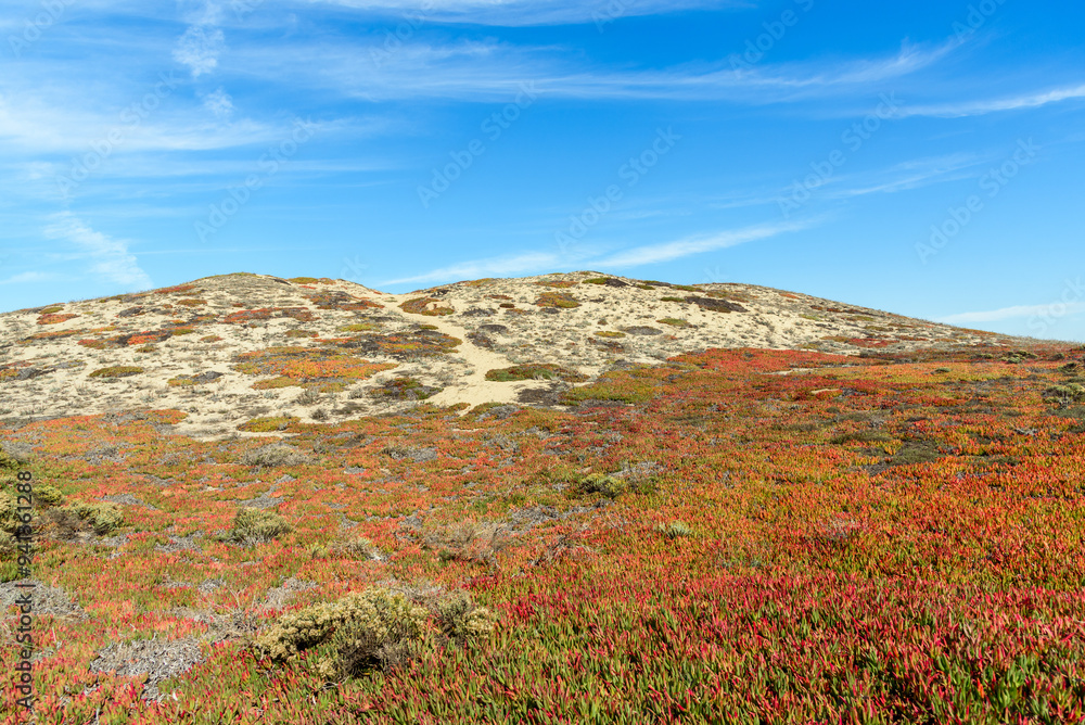 Large coastal sand dune covered in coloutrful ice plants on a clear autumn day Large coastal sand dune covered in coloutrful ice plants on a clear autumn day