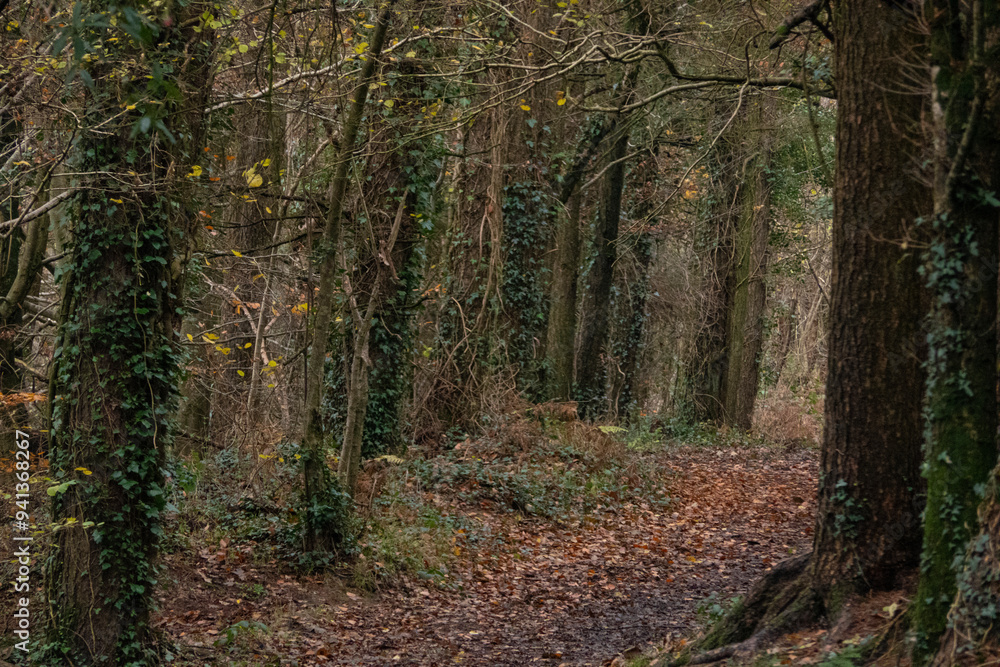 Fototapeta premium Autumn comes to North Devon, UK.