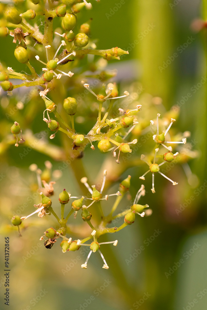 Grapes flowering in late spring. Grapes flowering in late spring.