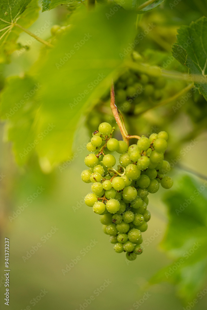Grapes ion summer sunshine on the vine. Grapes ion summer sunshine on the vine.