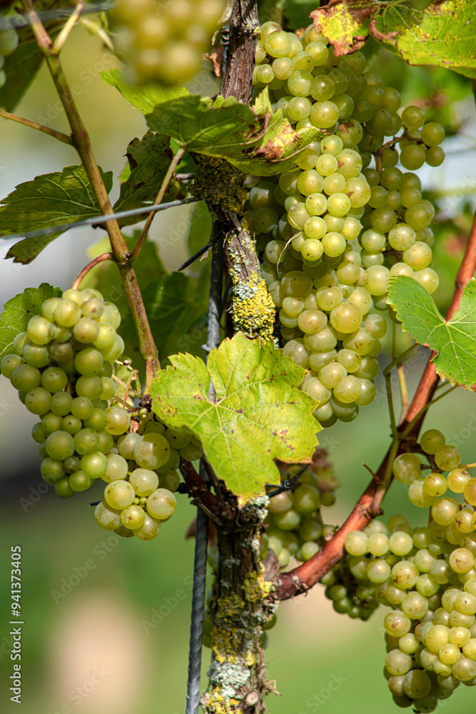 Grapes on the Vine bathed in summer sun. Grapes on the Vine bathed in summer sun.