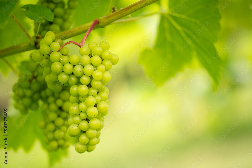 Bunch of grapes on the vine in summer sunshine. Bunch of grapes on the vine in summer sunshine.