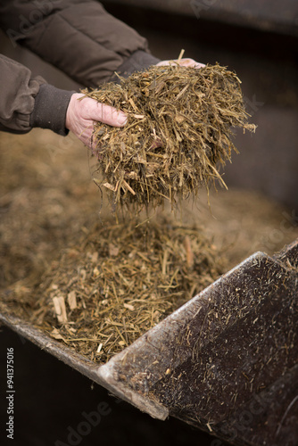 Handful of fresh silage fermenting on the farm.