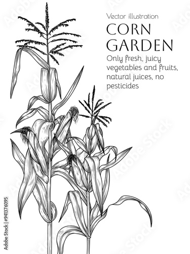 Vector frame corn on stalks in engraving style