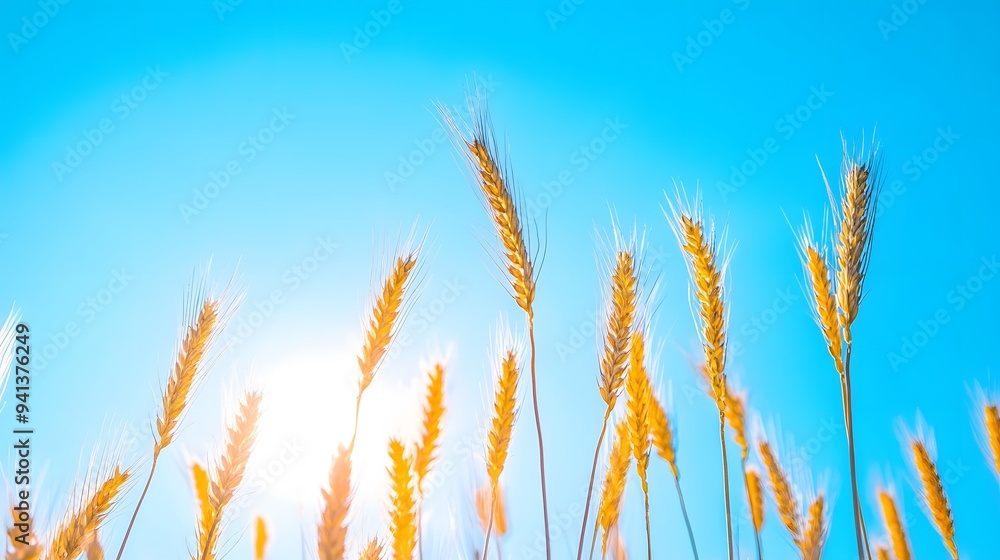 Tall and yellow wheat plants set against a bright blue sky, creating a vibrant and scenic outdoor landscape with a clear and sunny backdrop.......