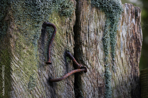 3 Rusty Nails in an old post gathering moss.