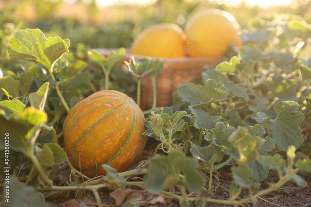 Fresh ripe melons growing in field, selective focus Fresh ripe melons growing in field, selective focus