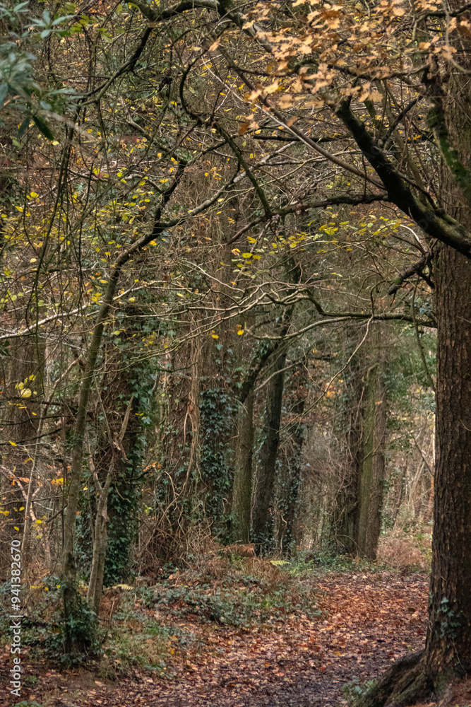 Naklejka premium path in autumn forest