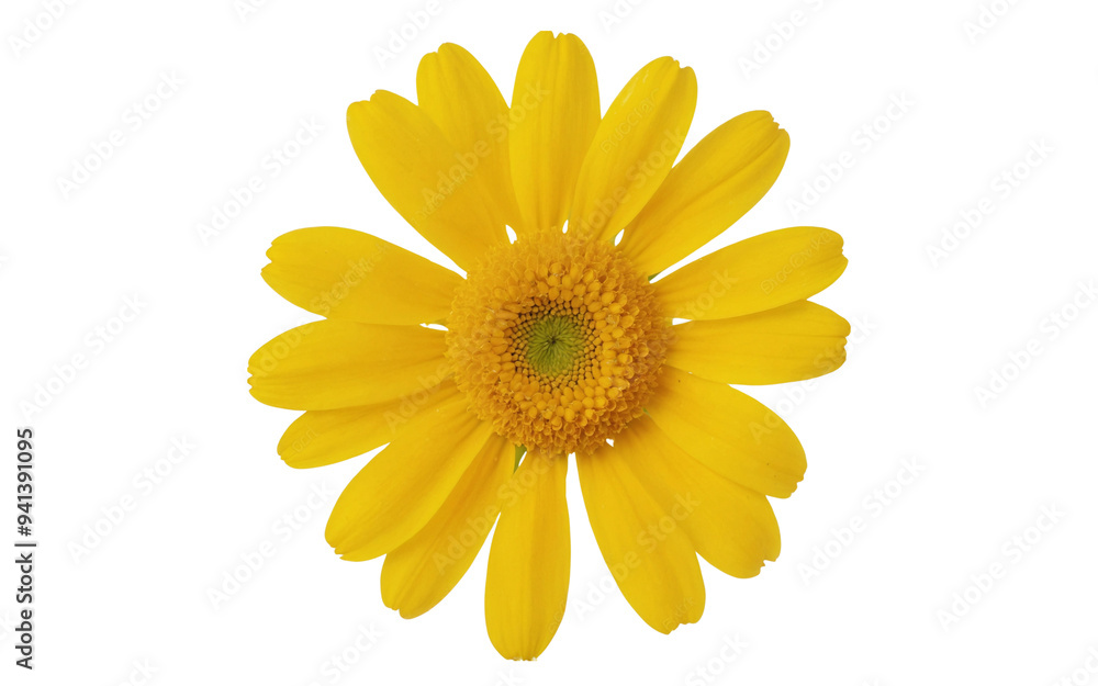 beautiful yellow daisy flower isolated beautiful yellow daisy flower isolated