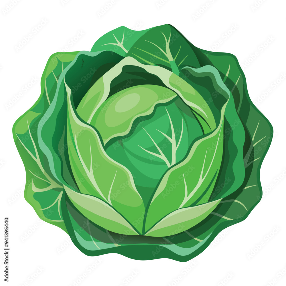 Cabbage Cartoon-Style Vector Illustration in Line Art on White Background – Simple, Clean Design in PNG Format for Healthy Food Icons, Digital Graphics, and Vegetable Illustrations Cabbage Cartoon-Style Vector Illustration in Line Art on White Background – Simple, Clean Design in PNG Format for Healthy Food Icons, Digital Graphics, and Vegetable Illustrations
