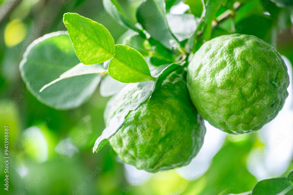 Bergamot, Fresh green bergamot fruit hanging from branch. bergamot tree garden and healthy food concept, group of bergamot,Bergamot medicinal plants with many Bergamot, Fresh green bergamot fruit hanging from branch. bergamot tree garden and healthy food concept, group of bergamot,Bergamot medicinal plants with many