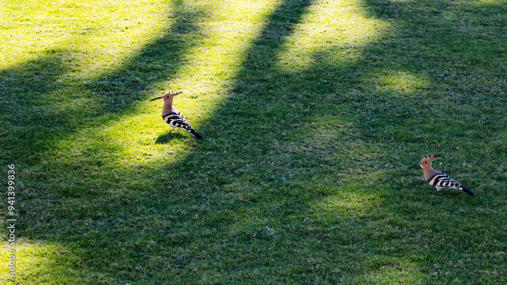 Two hoopoe on green meadow