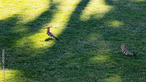Obraz na płótnie Two hoopoe on green meadow w salonie