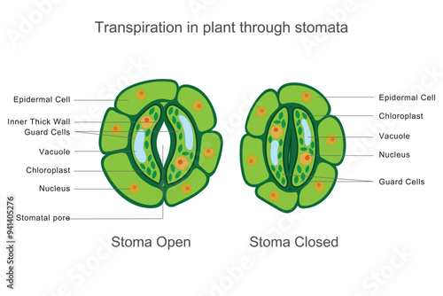 Transpiration in plants is the process where water vapor is lost through stomata in the leaves, helping regulate temperature, water uptake, and nutrient transport.