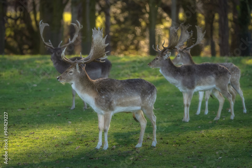 Small herd of young Fallow Deer with antlers standing on field at dusk with blurred forest in background in Pheonix Park, Dublin, Ireland