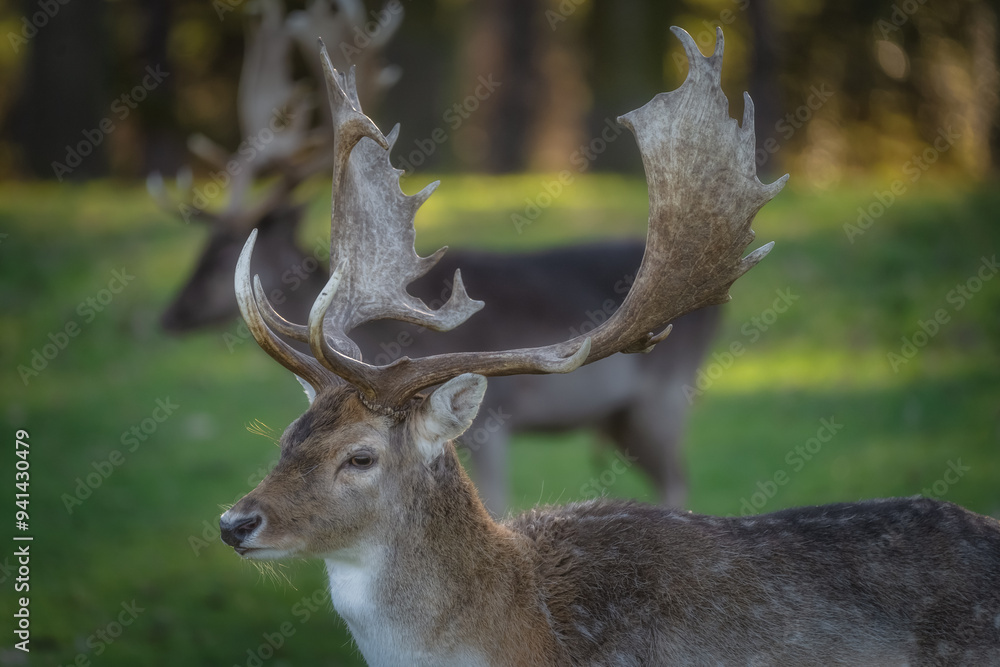 Closeup on head of young Fallow Deer with large antlers standing on field with blurred forest in the background in Pheonix Park, Dublin, Ireland Closeup on head of young Fallow Deer with large antlers standing on field with blurred forest in the background in Pheonix Park, Dublin, Ireland