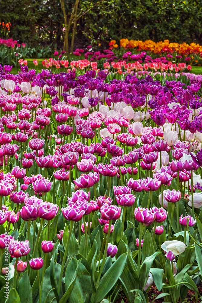 The variety of exotic tulips in bloom in a park in the Netherlands The variety of exotic tulips in bloom in a park in the Netherlands