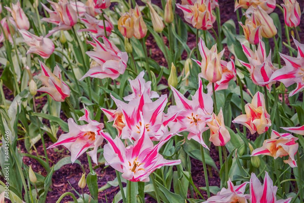 Tulips Marilyn. Flower bed of white-pink tulips Tulips Marilyn. Flower bed of white-pink tulips