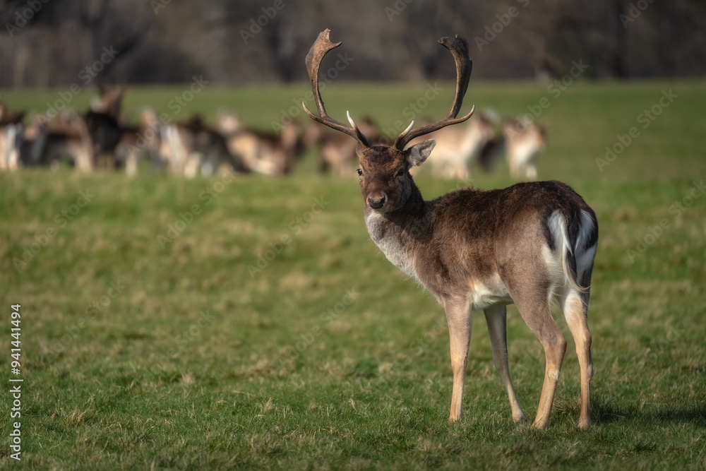 Young Fallow Deer standing on field and looking at camera with blurred head in the background in Pheonix Park, Dublin, Ireland Young Fallow Deer standing on field and looking at camera with blurred head in the background in Pheonix Park, Dublin, Ireland